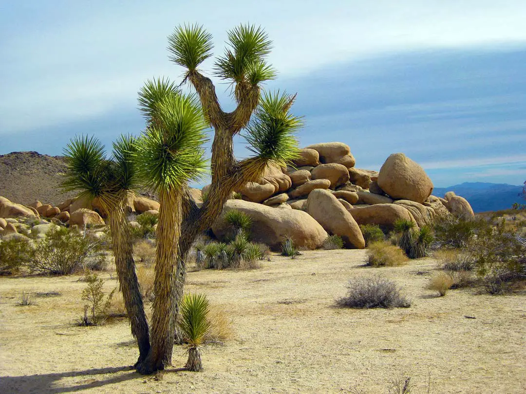 Mojave Wüste Joshua Trees