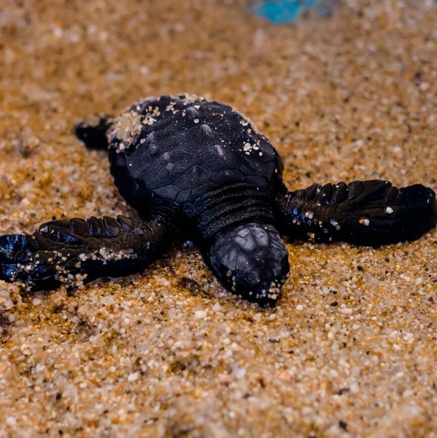 Schildkrötenbaby Todos Santos Baja California Sur Mexiko