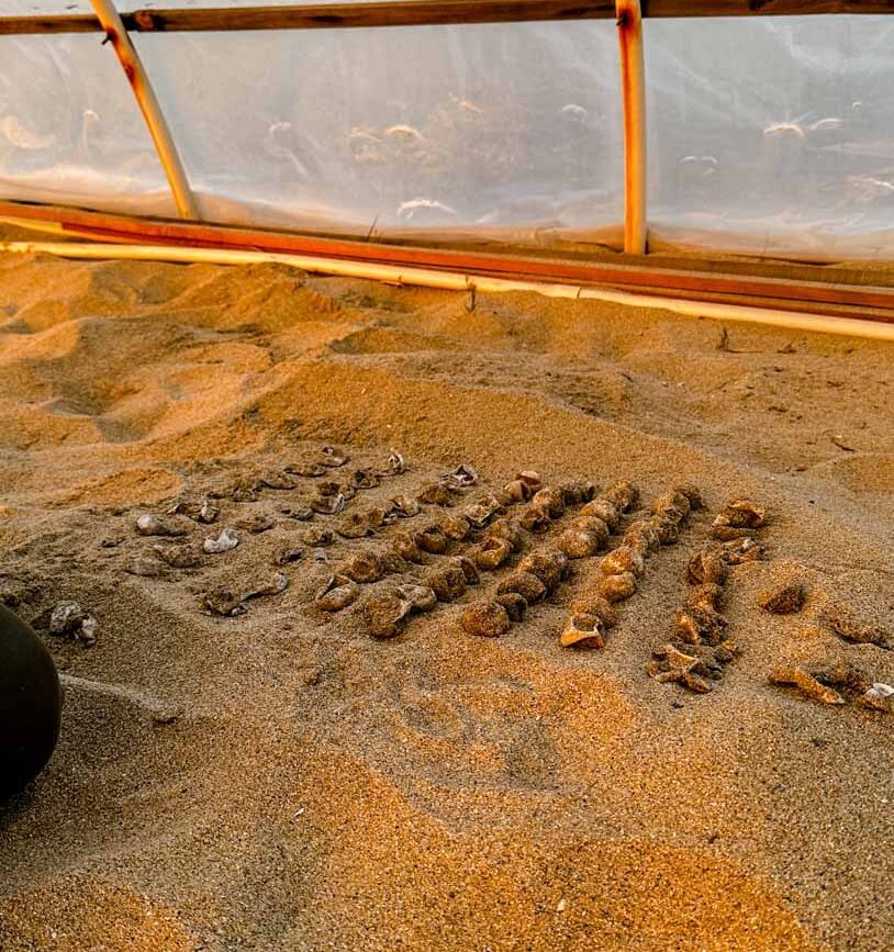 Schildkröteneier Todos Santos Baja California Sur Mexiko