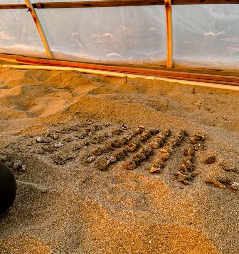 Schildkröteneier Todos Santos Baja California Sur Mexiko