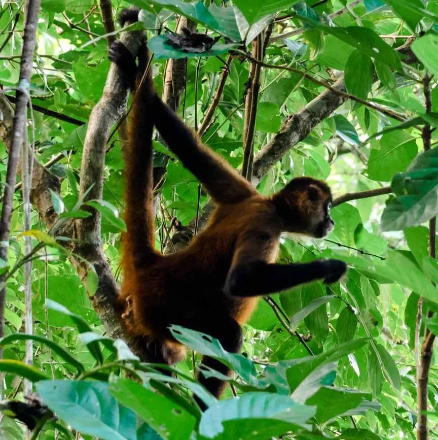 Tortuguero Costa Rica Affe