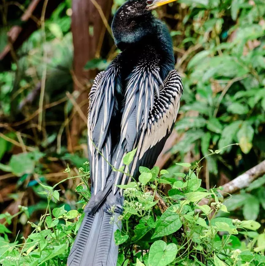 Tortuguero Costa Rica Anhinga Vogel
