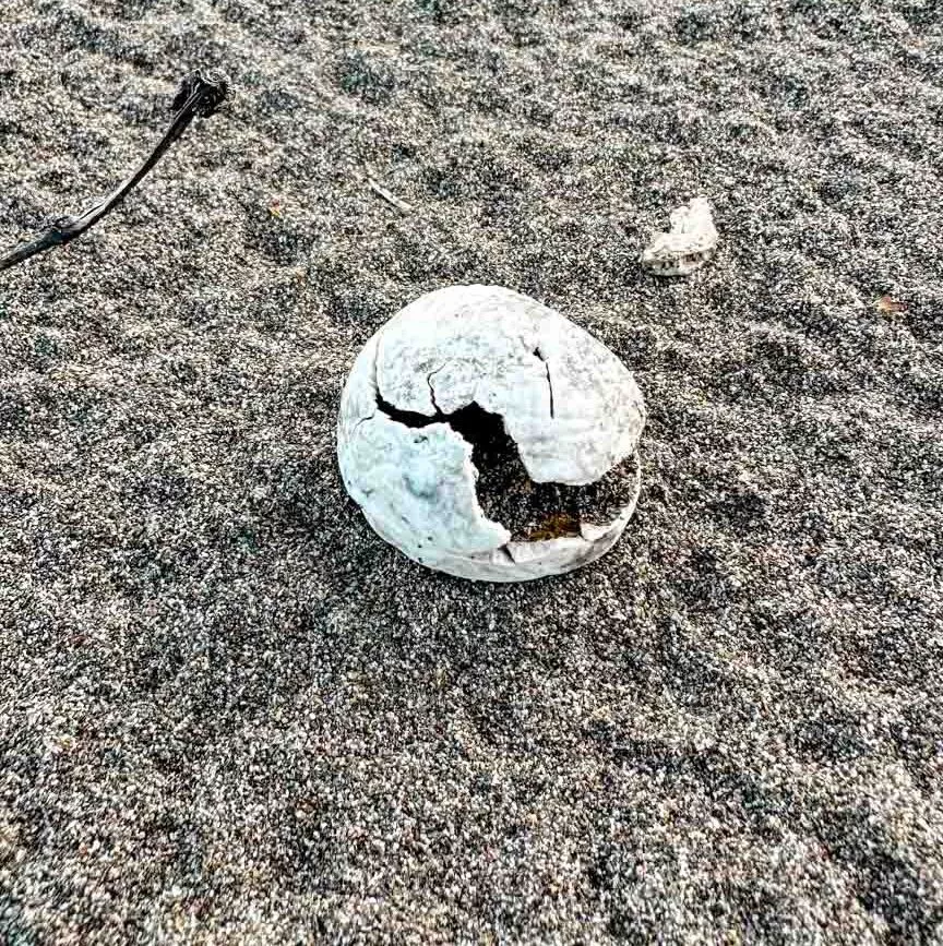 Tortuguero Costa Rica Schildkrötenei