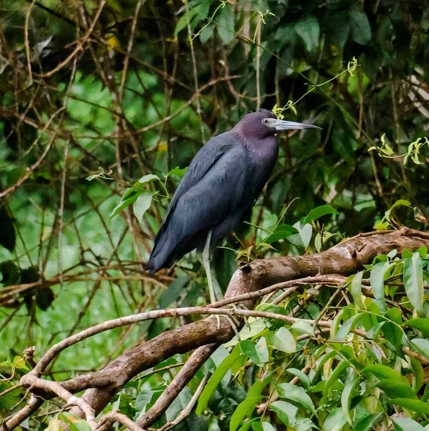 Tortuguero Nationalpark Costa Rica Anhinga Vogel