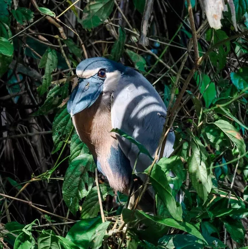 Tortuguero Nationalpark Costa Rica Vogel