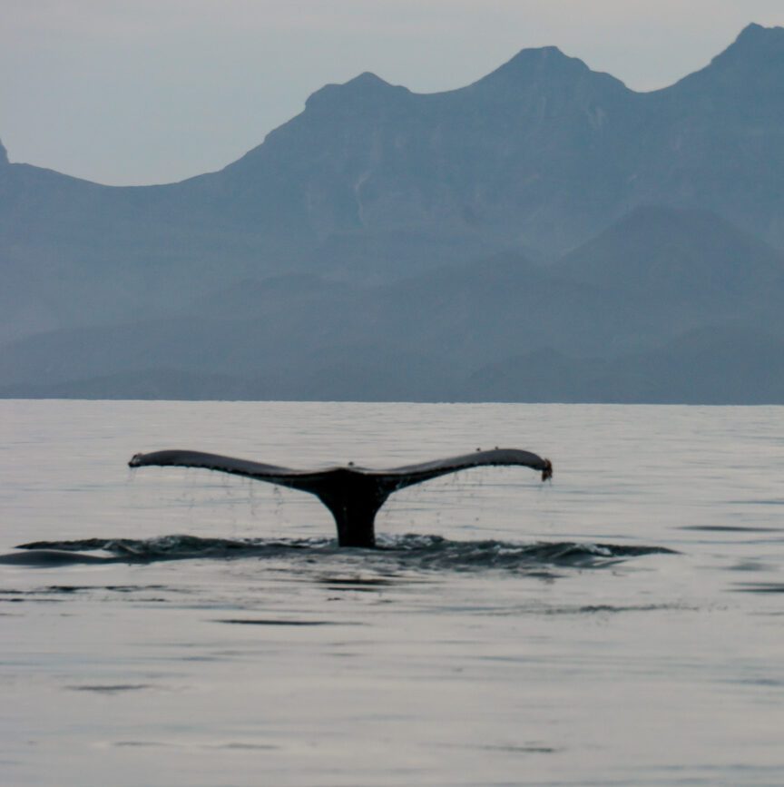 Walflosse Baja California Sur Mexiko