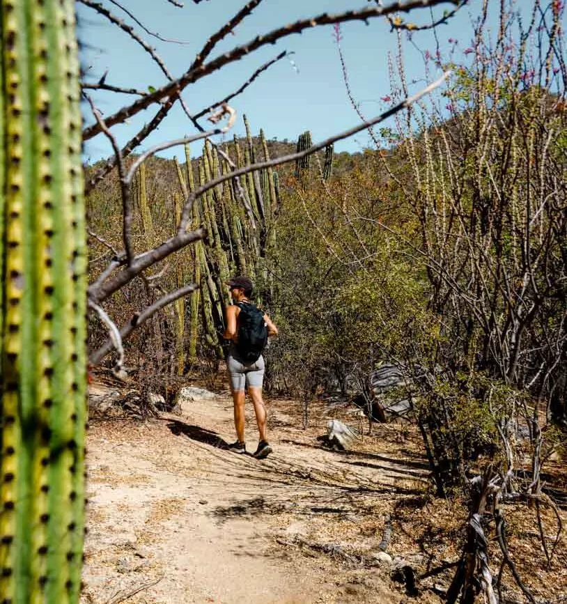 Wanderung El Chorro Baja California Sur Mexiko