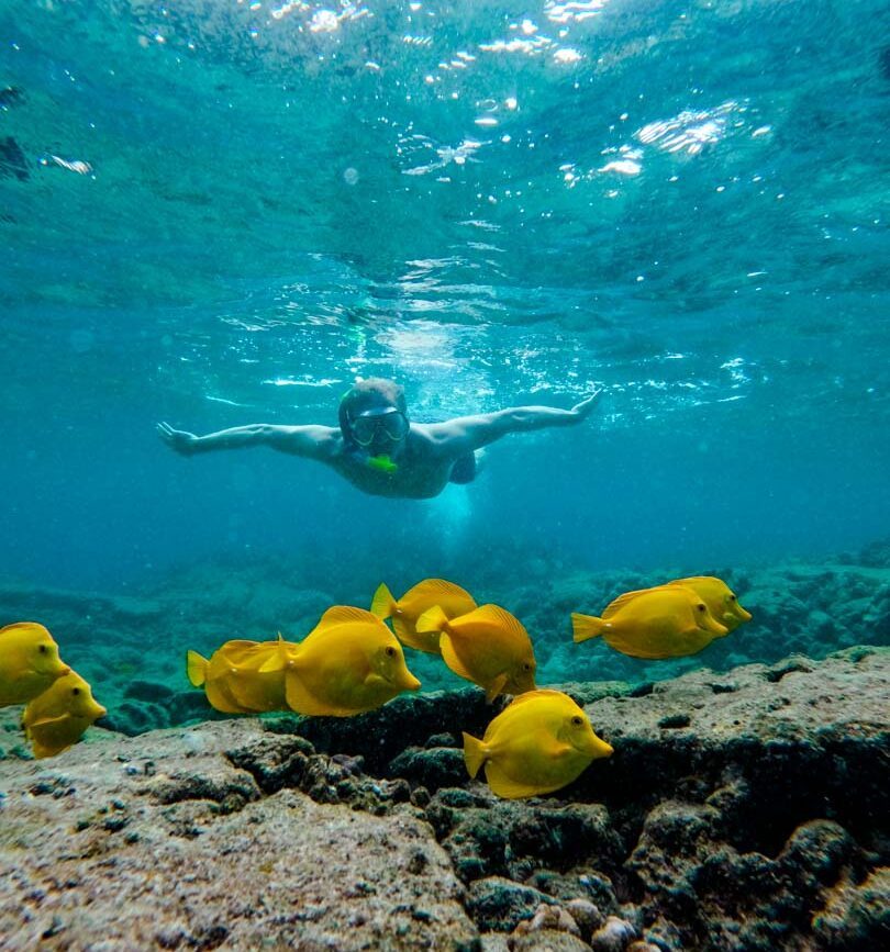 big island kealakekua bay big-island Kealakekua Bay