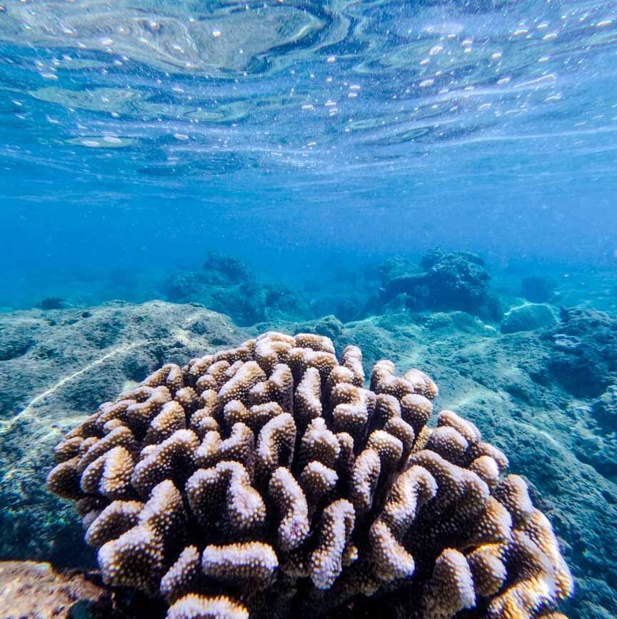 haena state park kauaii hawaii schnorcheln Hā'ena State Park Kauaii Hawaii Schnorcheln