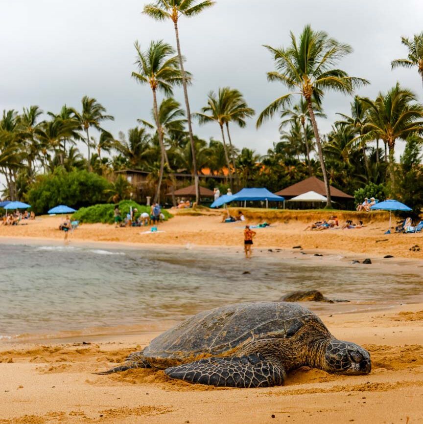kauai poipu beach park kauai Poipu Beach Park