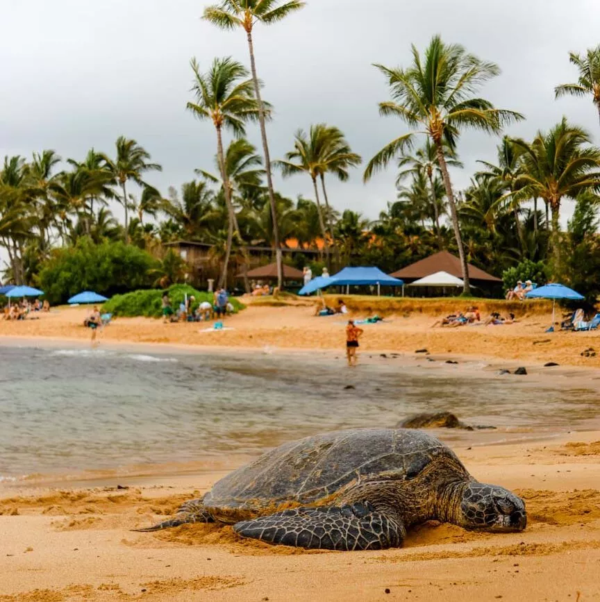 kauai poipu beach park kauai poipu beach park