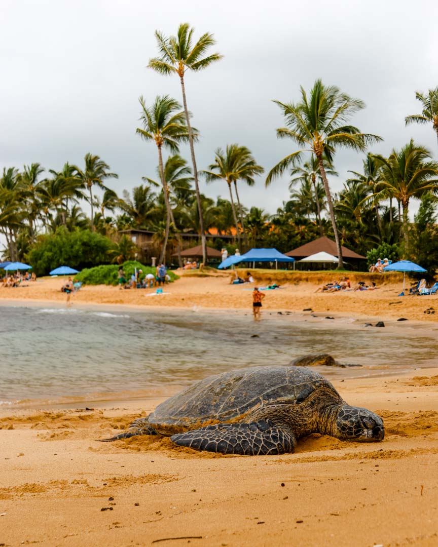 Hawaii Rundreise Die besten 3 Wochen InselhoppingRouten!