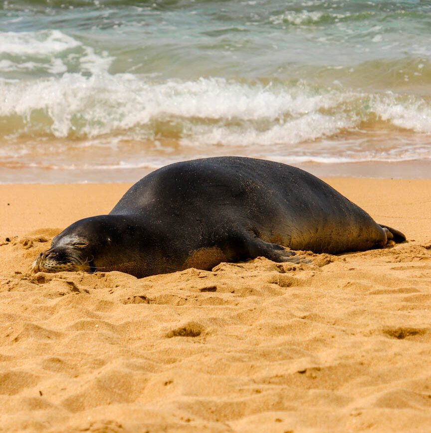 kauai seehund bei tunnels beach kauai Seehund bei Tunnels Beach
