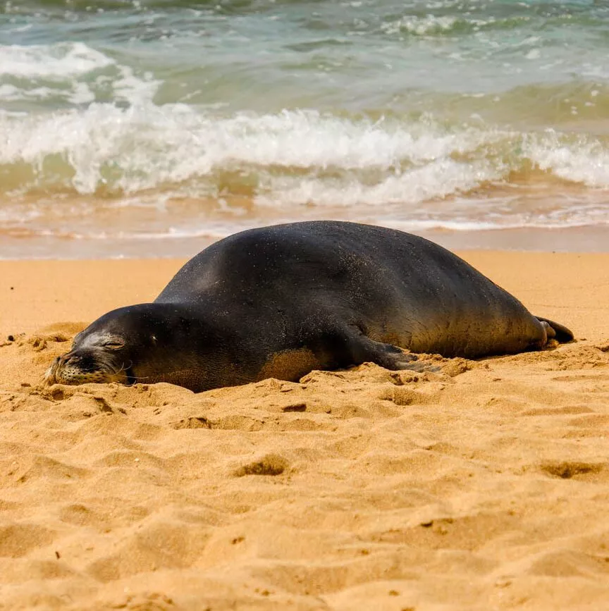 kauai seehund bei tunnels beach kauai seehund bei tunnels beach