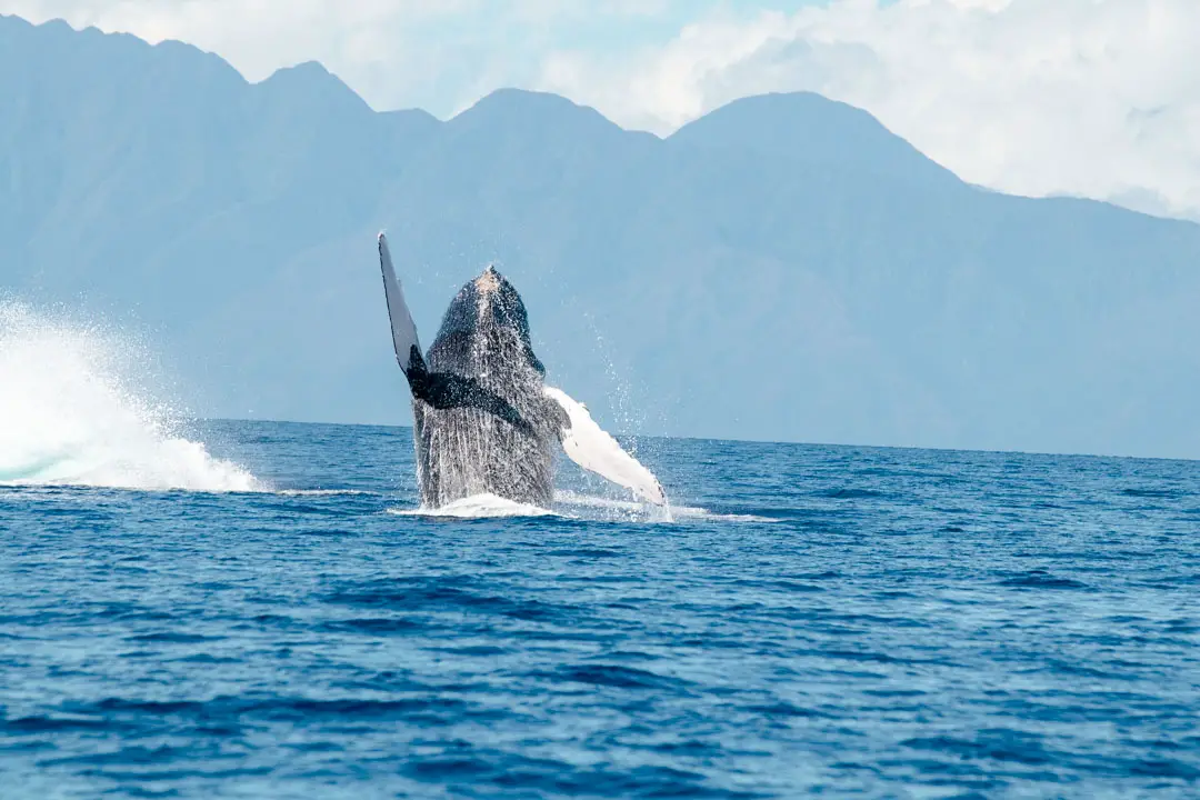 Maui Hawaii Whale Watching