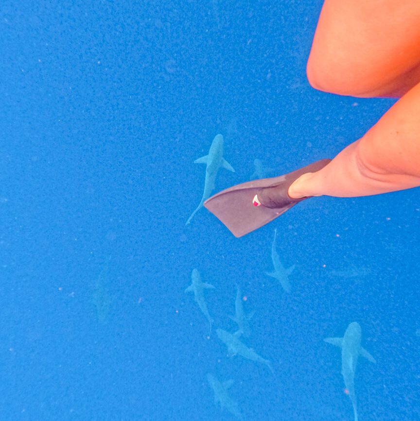 oahu haie schnorcheln oahu haie schnorcheln