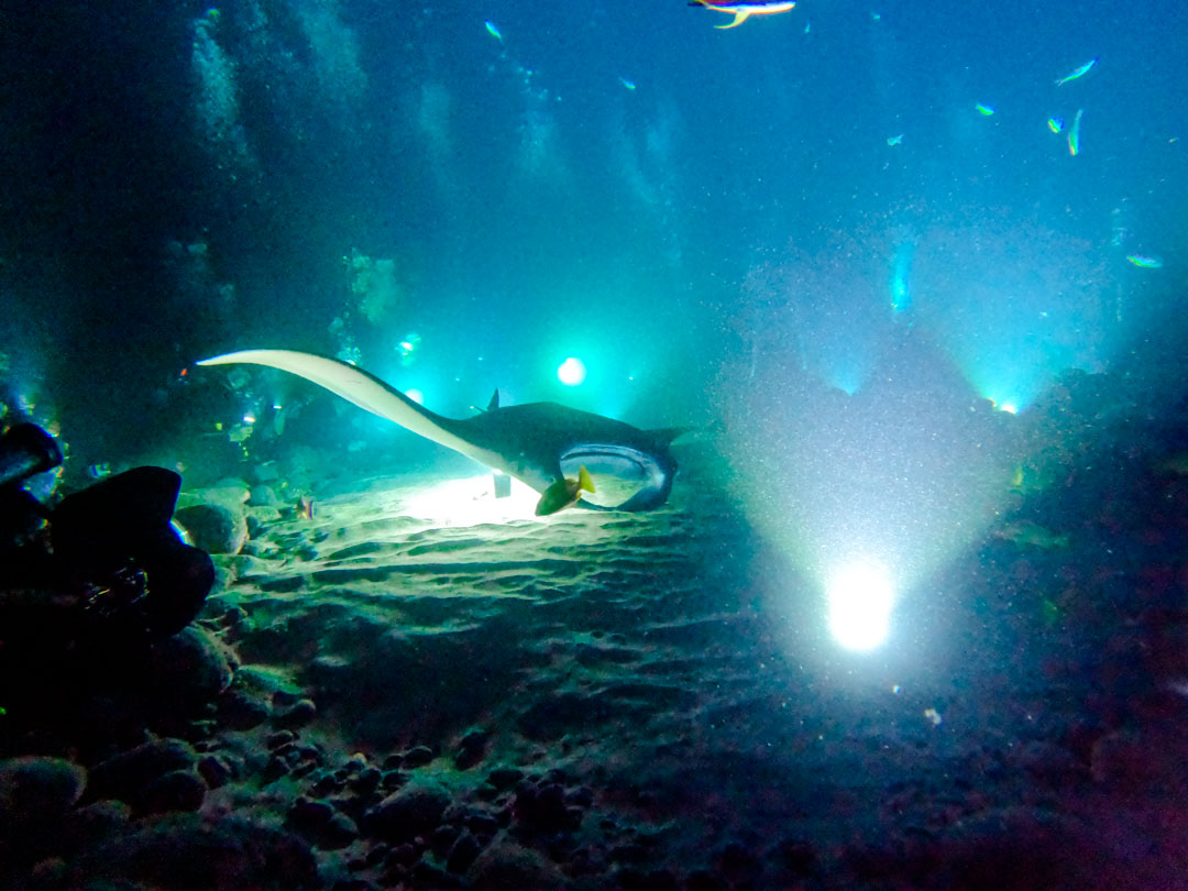 Tauchen mit Mantas Big Island