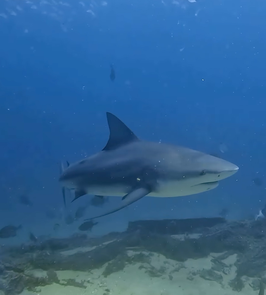 Bullenhai in Cabo Pulmo