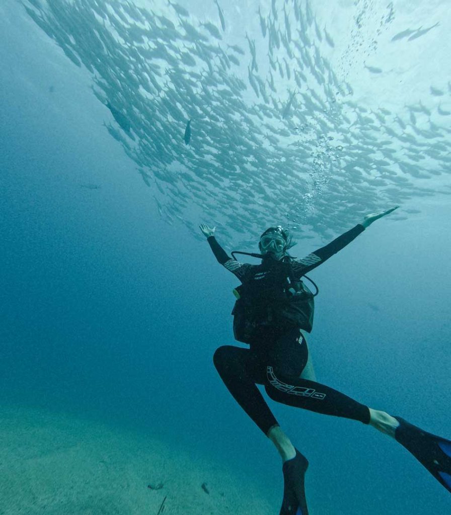 große Jackfisch-Schwärme in Cabo Pulmo