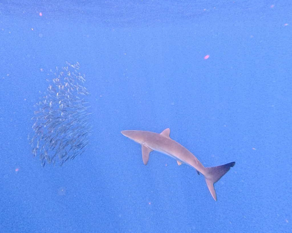 Hai und "Bait Ball", Magdalena Bay