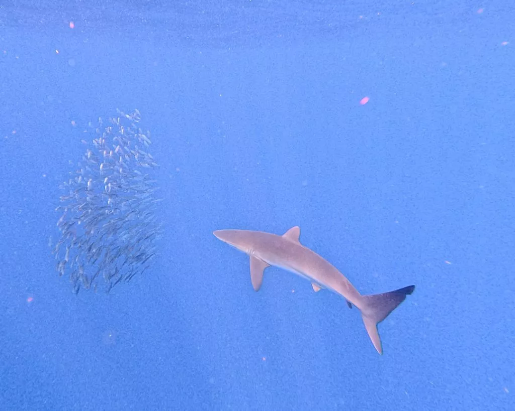 Hai und "Bait Ball", Magdalena Bay