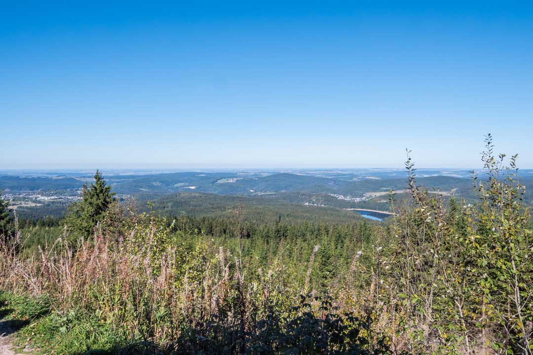 iStock 1139338970 Animaflora