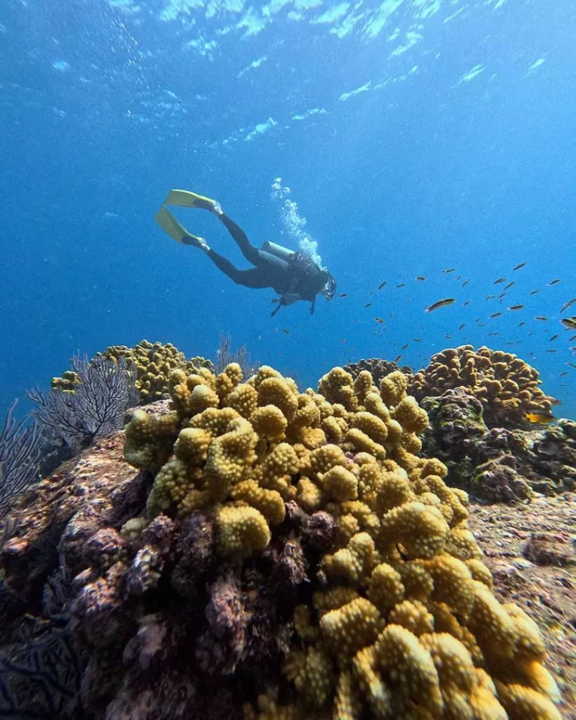 korallenriff bei cabo pulmo