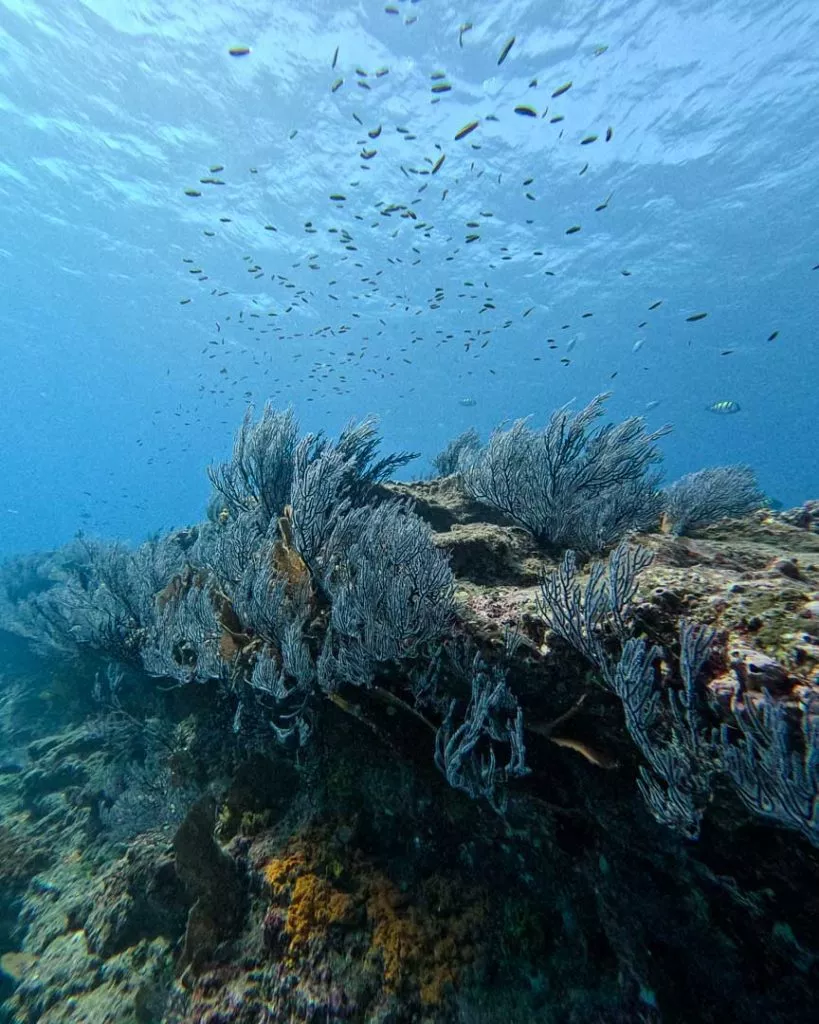 Korallenriff in Cabo Pulmo