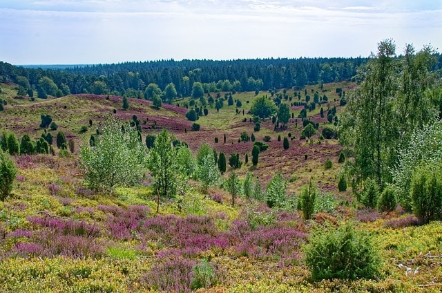 lueneburger heide