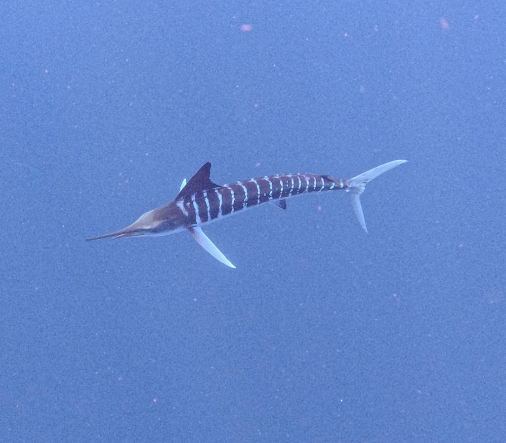 Marlin beim Jagen, Magdalena Bay