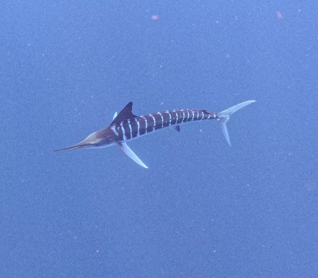 Marlin beim Jagen, Magdalena Bay