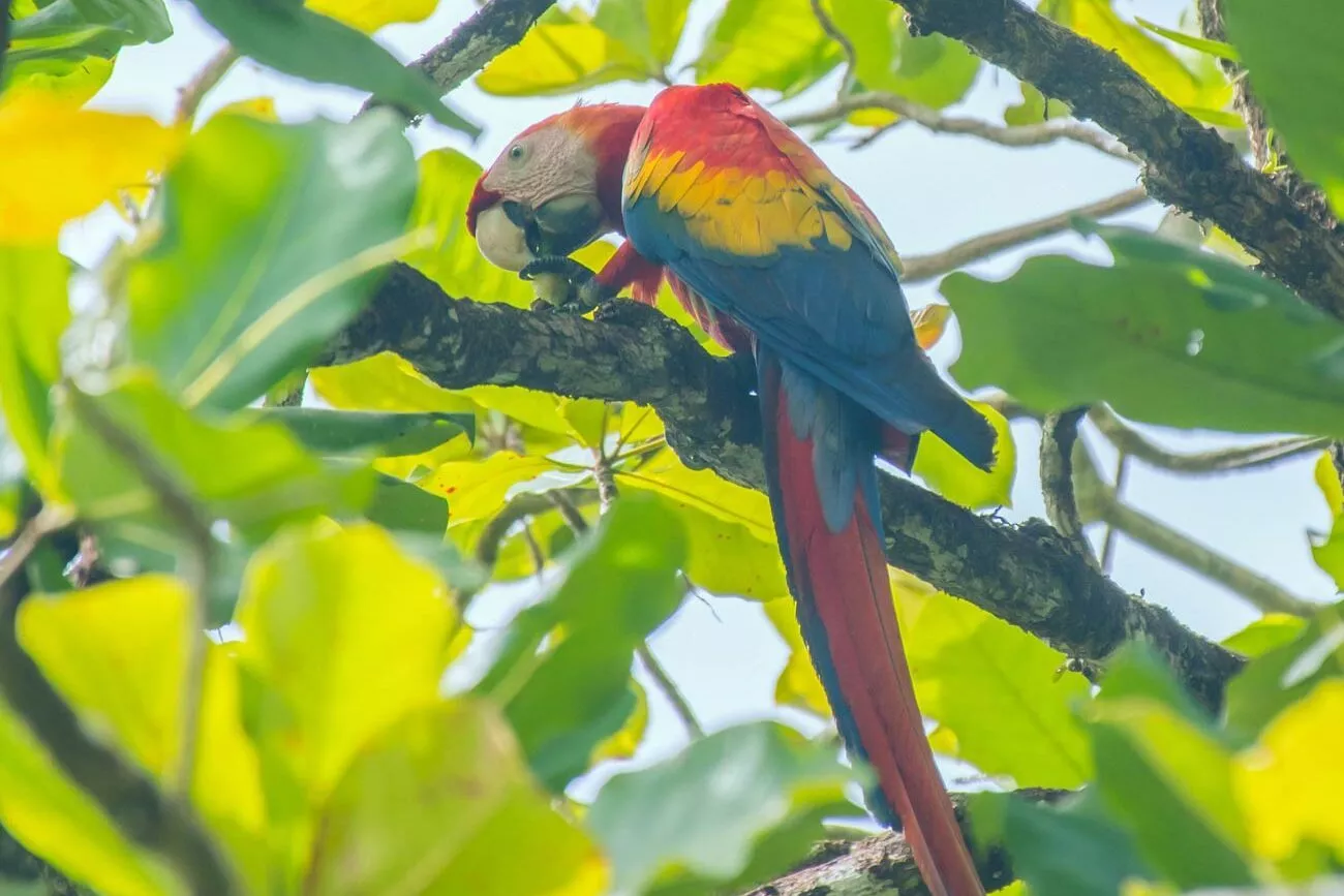 Papageien im Corcovado Nationalpark in Costa Rica
