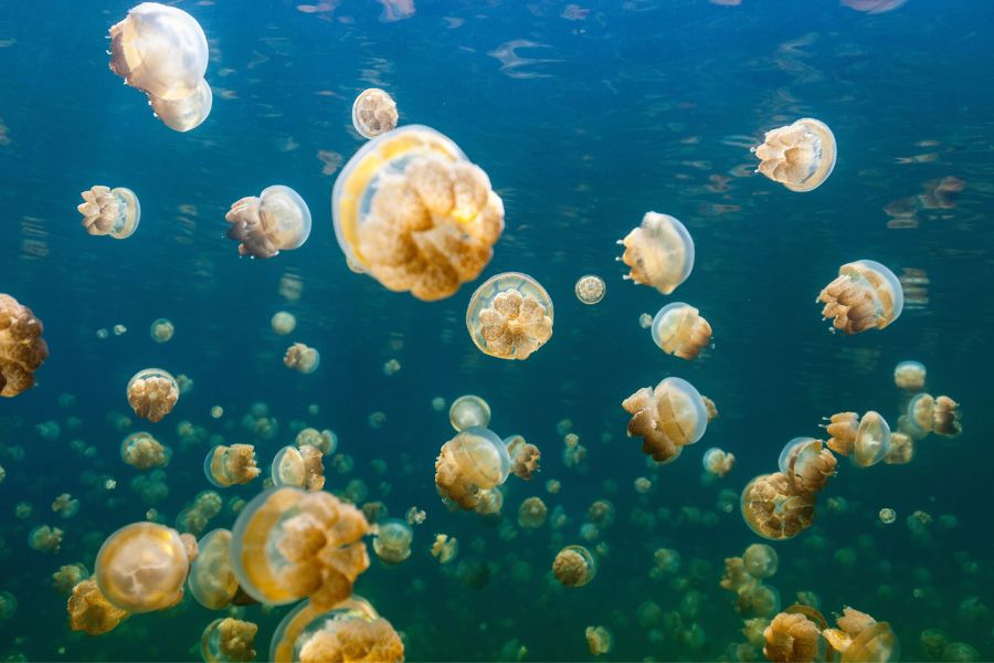 Jellyfish Lake Indonesien Sehenswuerdigkeiten Jellyfish Lake_Indonesien_Sehenswürdigkeiten