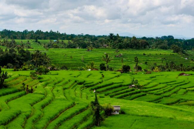 Bali Jatiluwih Reisterrassen