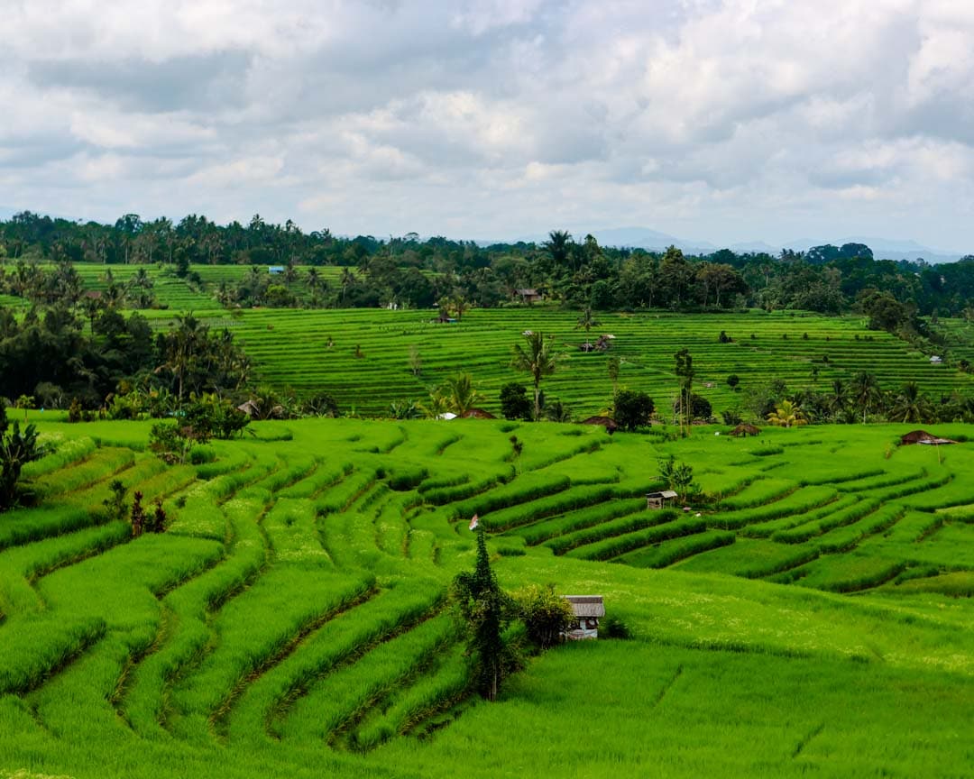 Bali Jatiluwih Reisterrassen