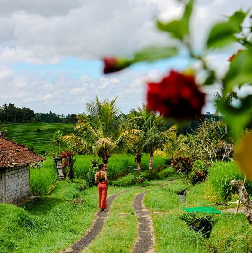 bali jatiluwih reisterrassen bali jatiluwih reisterrassen