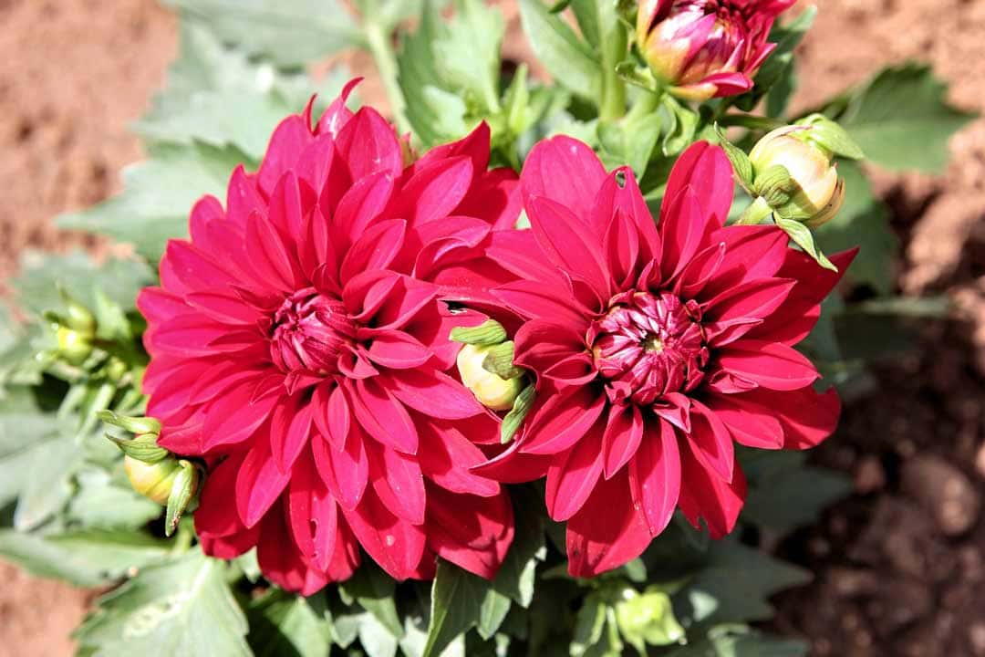 bremen ausflugsziele botanica