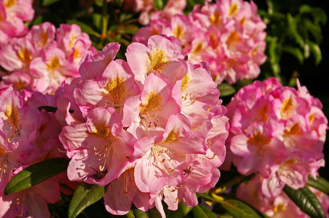 bremen ausflugsziele rhododendronpark
