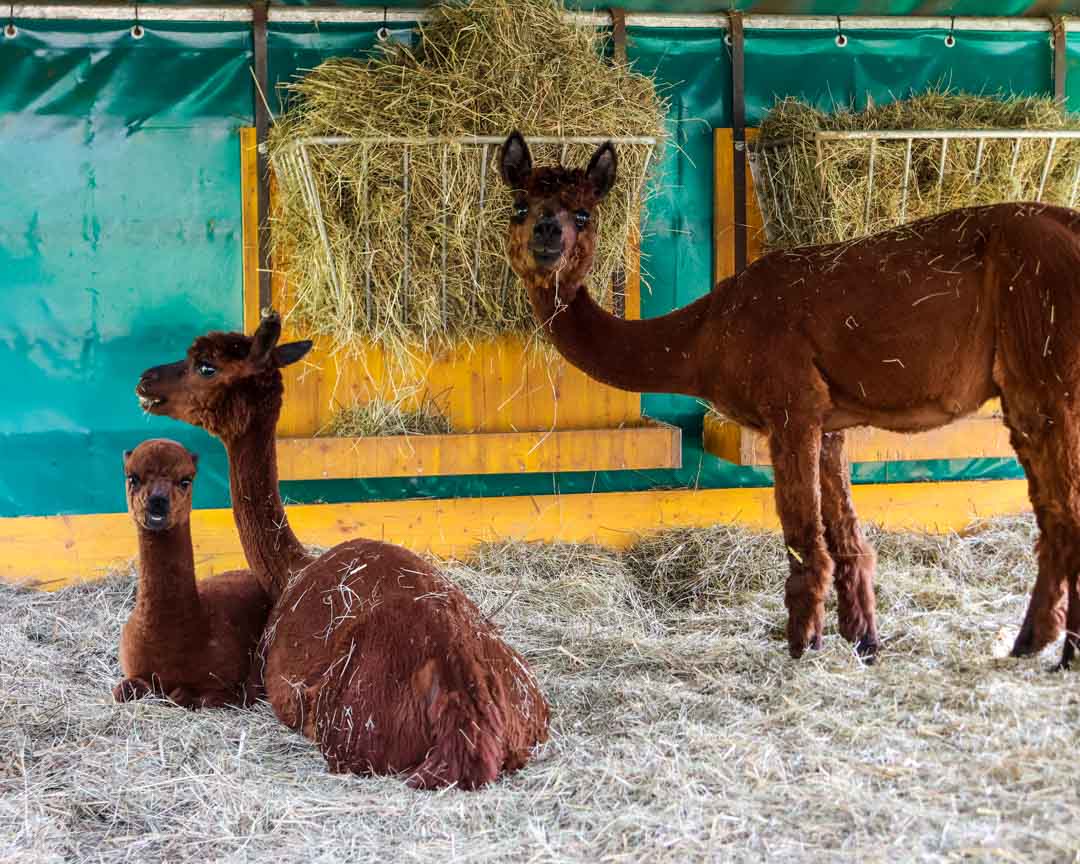 brixental oesterreich 37