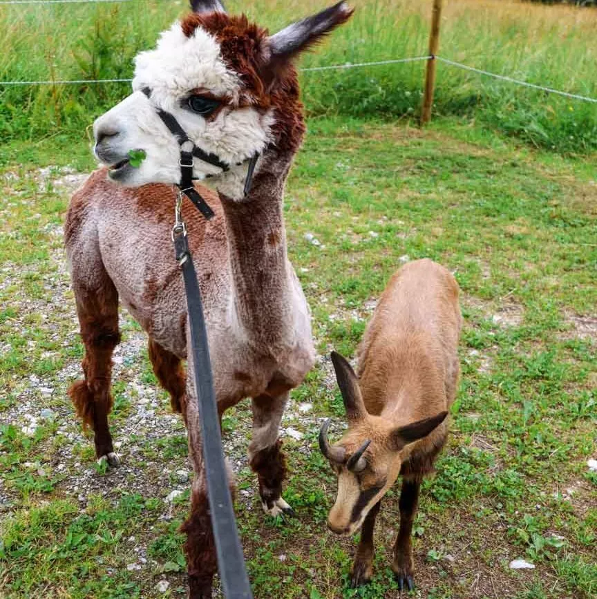 brixental oesterreich 39