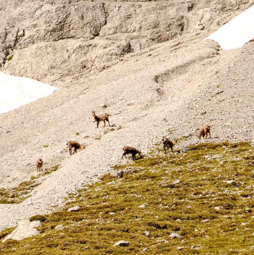 gaemse beim aufstieg zum tajatoerl