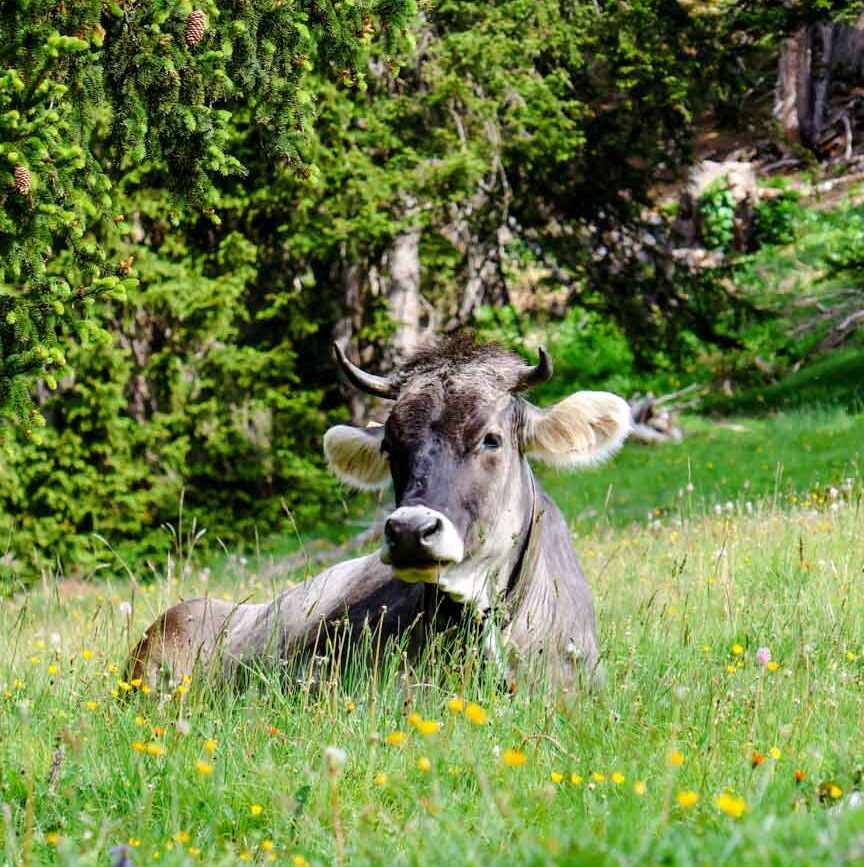 glueckliche almkuh