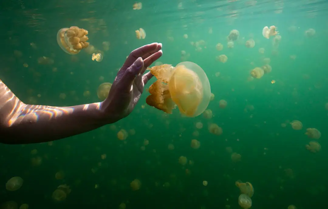 Jellyfish Lake Togean Islands Indonesien