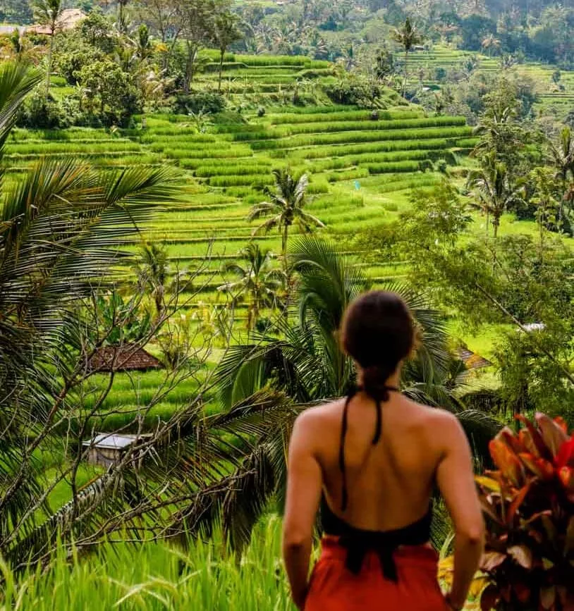 indonesien bali jatiluwih rice terraces indonesien bali jatiluwih rice terraces