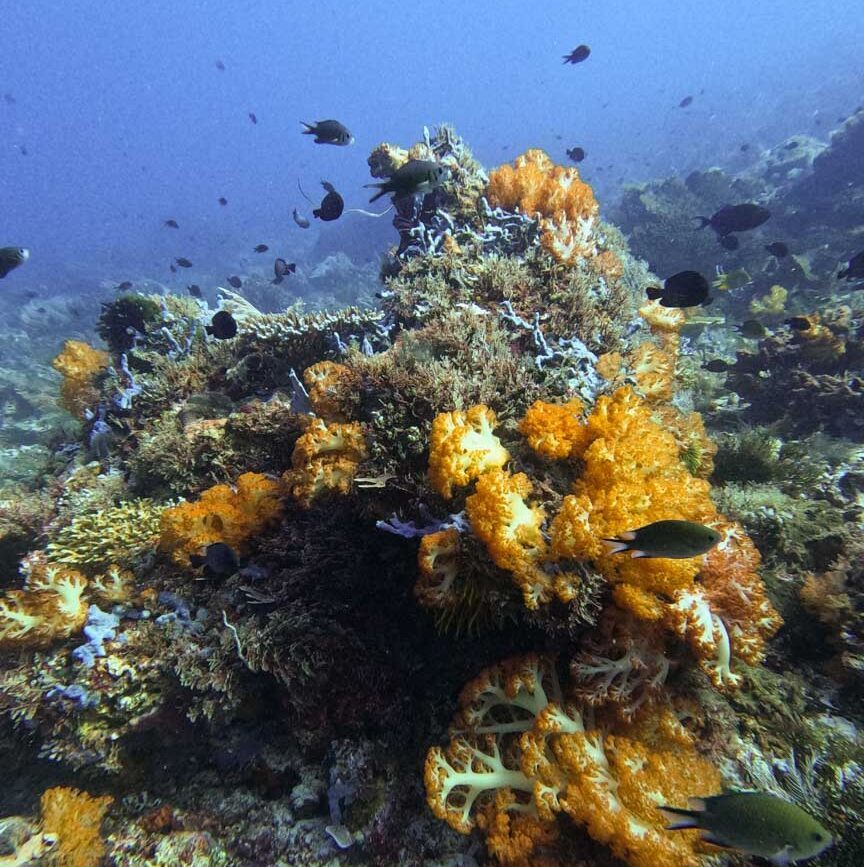 indonesien komodo schnorcheln