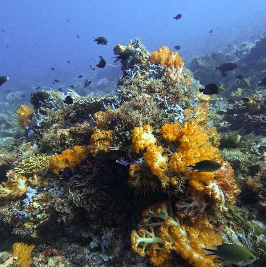 indonesien komodo schnorcheln indonesien komodo schnorcheln