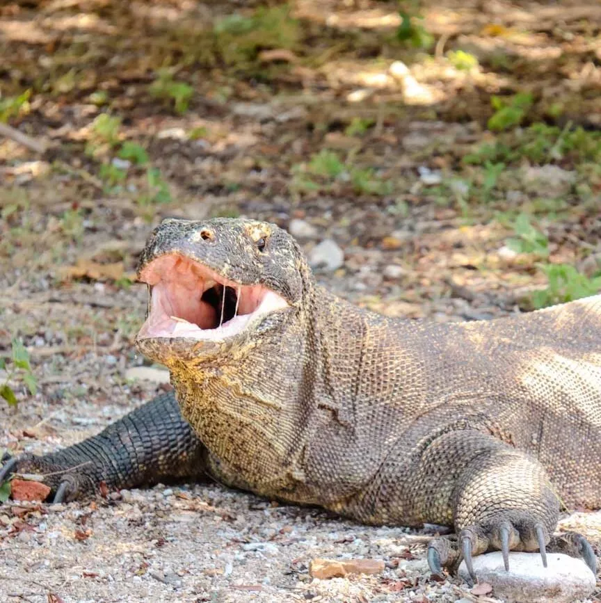 indonesien komodo waran indonesien komodo waran