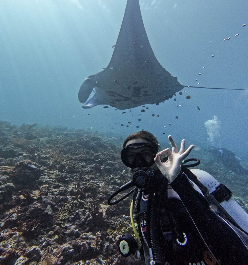indonesien raja ampat tauchen mantas