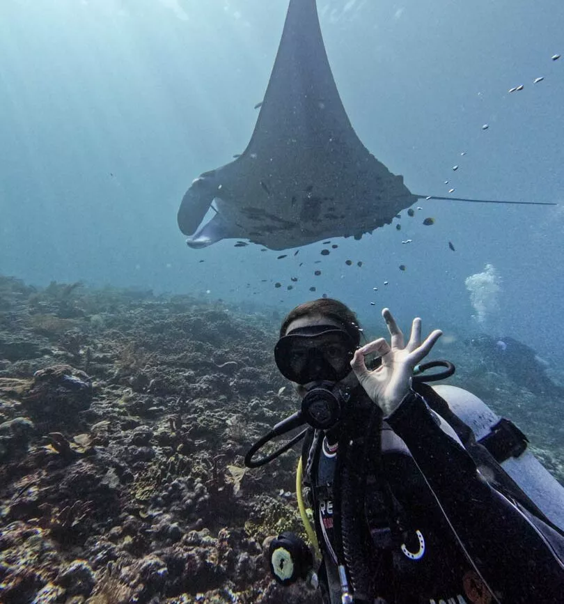 indonesien raja ampat tauchen mantas indonesien raja ampat tauchen mantas