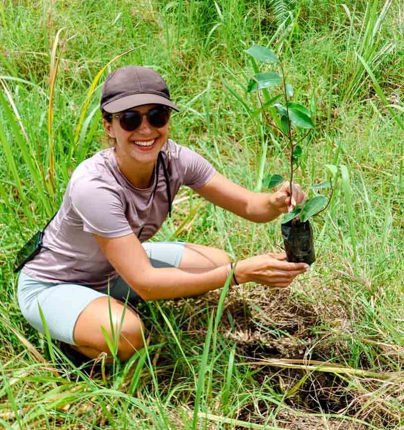 indonesien Rinjani baum pflanzen